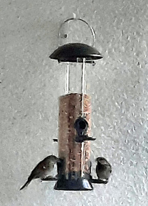 Vogelfutter_Mischung